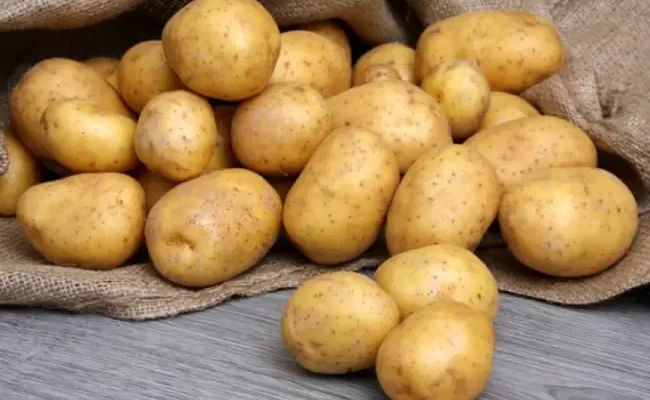 Сорт картофеля «Кея (Kea)» – описание и фото