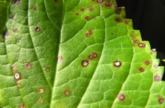 Коварный септориоз: как распознать и лечить болезнь у растений