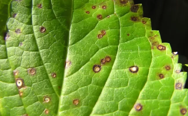 Коварный септориоз: как распознать и лечить болезнь у растений