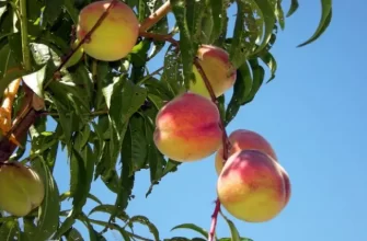 Лечим персиковый сад от курчавости