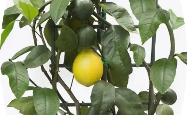 Неприхотливый и оригинальный лимон Мейера: уход и разведение
