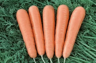 Описание, характеристика и особенности выращивания сорта моркови Чемпион