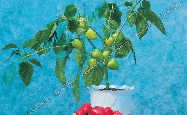 Сокровище - сорт растения Перец сладкий