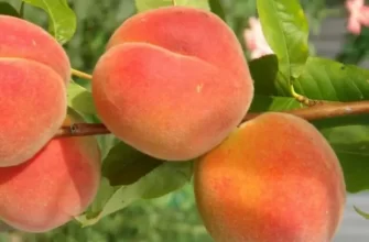 Персик бархатный сезон описание сорта