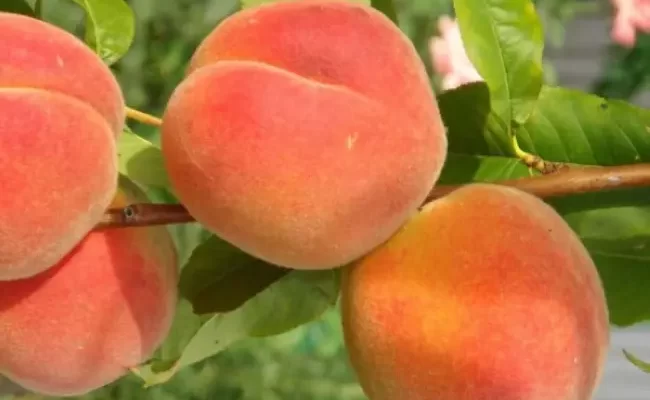 Персик бархатный сезон описание сорта