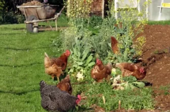 Как использовать птичий помет в качестве удобрения для огорода?