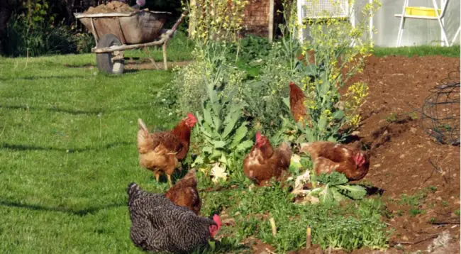 Как использовать птичий помет в качестве удобрения для огорода?