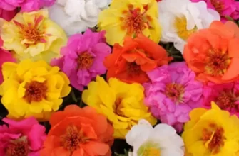 Тля на портулаке - Портулак: фото цветов, посадка и уход, выращивание из семян