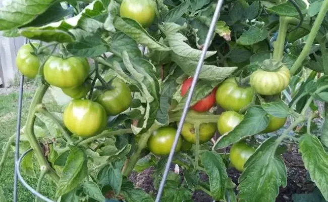 Особенности сорта томатов Биг Биф f1 и советы по выращиванию