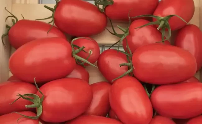 Описание и нюансы выращивания томатов сорта Каспар F1