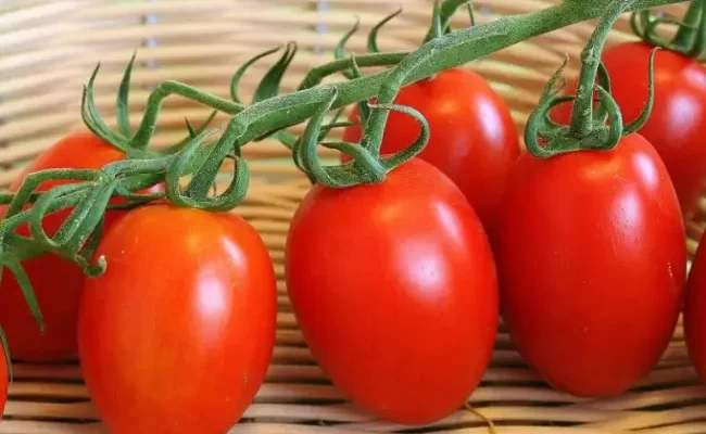 Сорт томатов Сибирский скороспелый – описание, урожайность, отзывы и фото