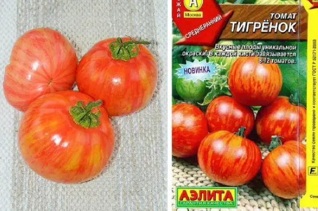 Томат тигренок фото. Тигренок сорт томатов. Томат Тигренок 20 шт. Семена помидор Тигренок.