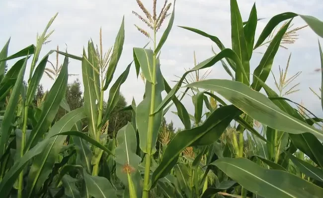 Корневая тля на кукурузе