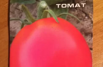 Томат «Земляк» - описание, выращивание