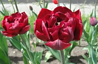 Сорт тюльпана: День победы
