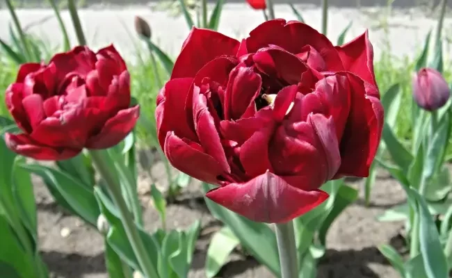 Сорт тюльпана: День победы