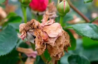Филлостиктоз листьев роз, причины возникновения болезни