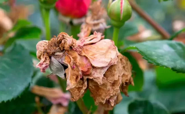 Филлостиктоз листьев роз, причины возникновения болезни