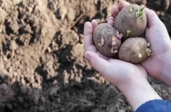 Фузариоз картофеля: меры борьбы, фото и описание