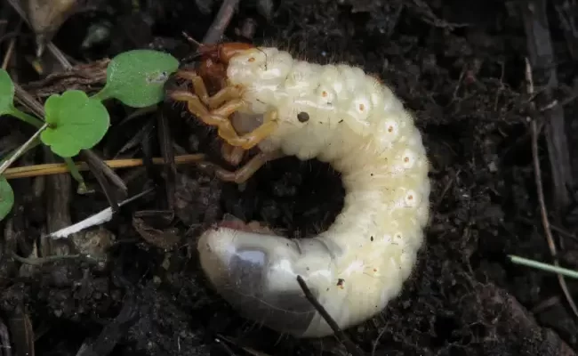Майский жук и его личинка (хрущ) – как с ними бороться на винограднике