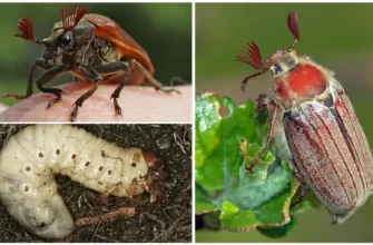 Хрущи на тюльпане - Каким растениям опасен майский жук и как с ним бороться