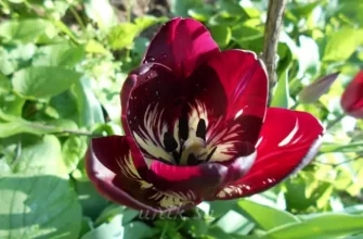 Чем подкормить тюльпаны весной и после цветения