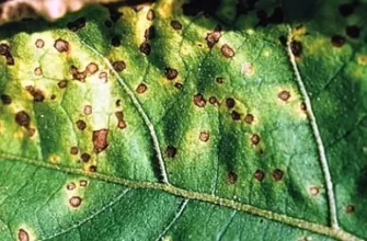 Вирус огуречной мозаики: как защитить растения