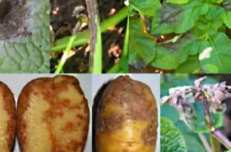 Фитофтора на картофеле: описание, меры борьбы