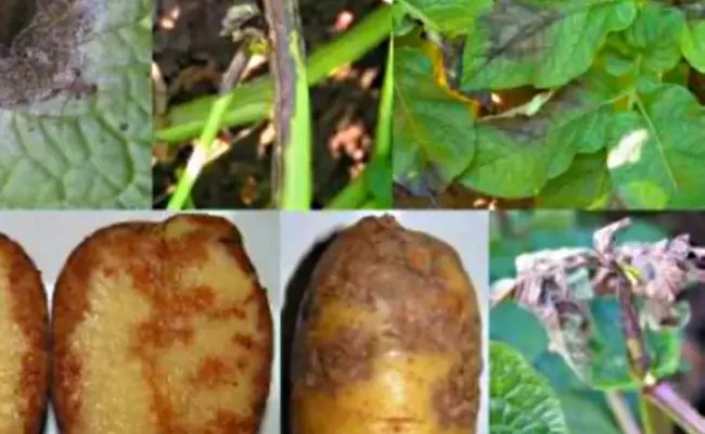 Фитофтора на картофеле: описание, меры борьбы