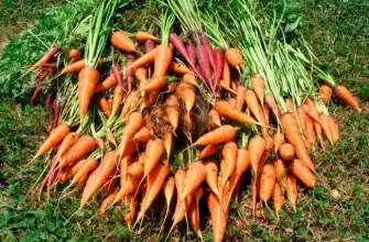 Фомоз моркови