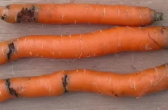 Фузариозная гниль моркови