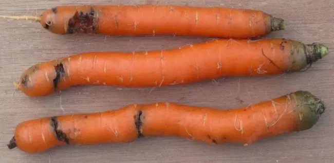 Фузариозная гниль моркови