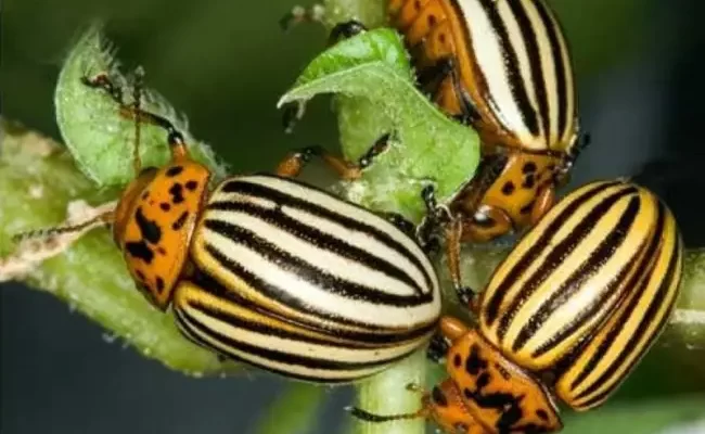 20 способов борьбы с колорадским жуком
