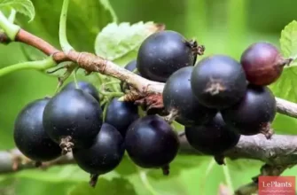 Сорт чёрной смородины Геркулес (Геракл): плодоношение, размер и вкус ягод