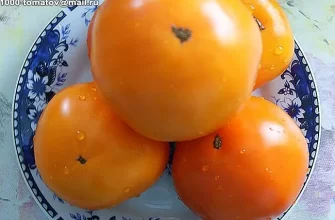 помидоры оранжевый бочонок f1 описание