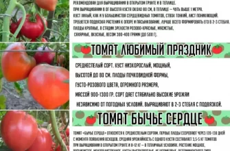 Томат с огромными плодами, проверенный десятилетиями – «Русский размер F1»