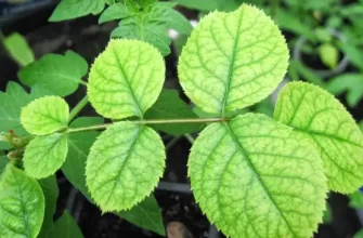 Хлороз растений: причины, признаки и его лечение