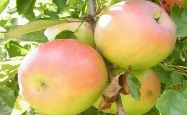 Сорт яблони «Абориген»  описание, выращивание и уход