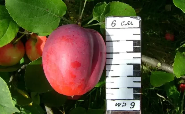 Яблоня алтайское пурпуровое описание сорта