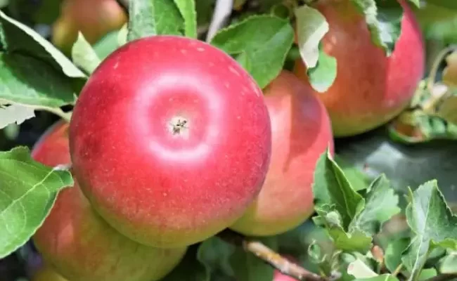 Описание и разновидности яблони сорта анис посадка и уход