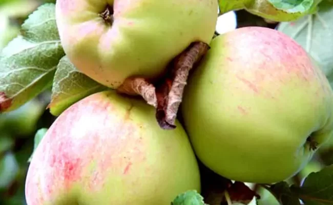 Антоновка (сортотип яблони)