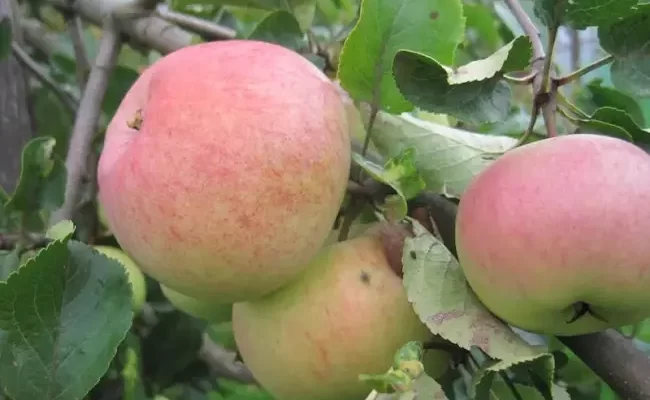 Как вырастить идеальный урожай с сортом яблони Болотовское?