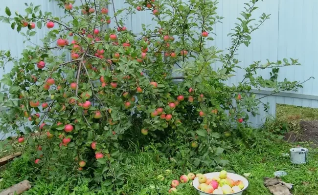 Высокая урожайность при небольшом росте — сорт яблонь Братчуд