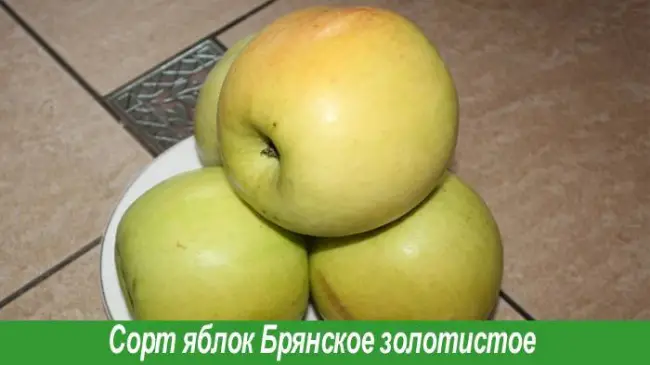 Сорт яблони Брянское — описание, фото, отзывы
