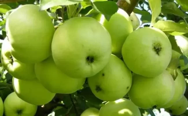 Яблоня вишневая описание сорта