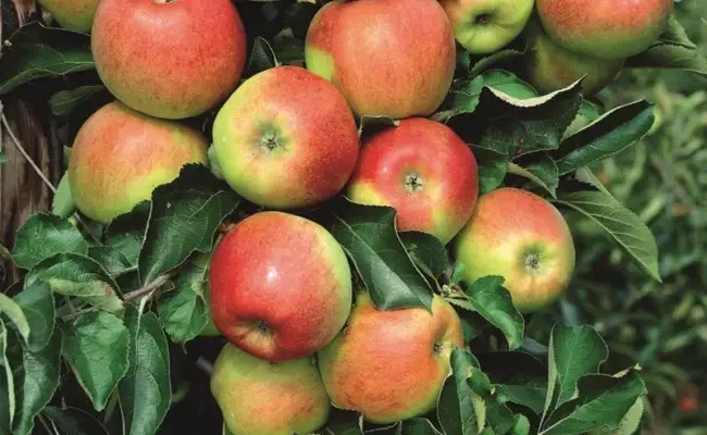 Яблоня Джонаголд — описание и характеристики сорта
