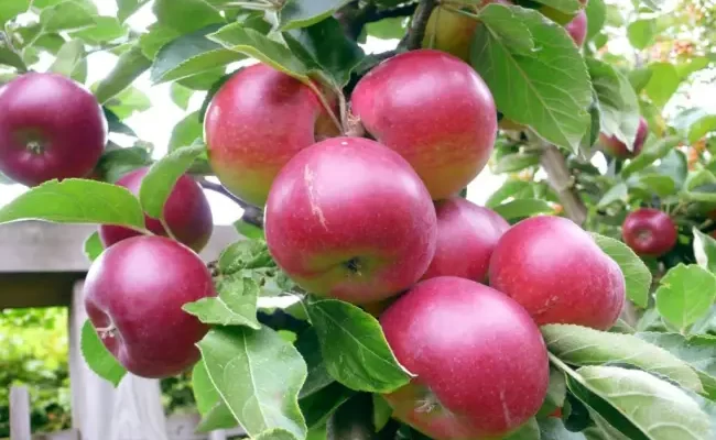Сорт яблони Дружное: плоды не могут расстаться
