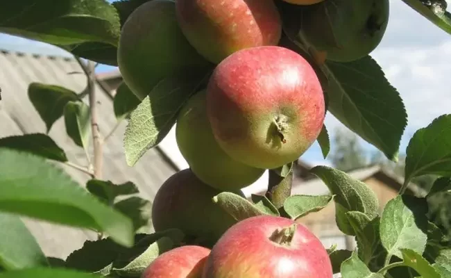 Сорт яблони Елена