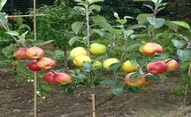 Сорт яблони Ковровое