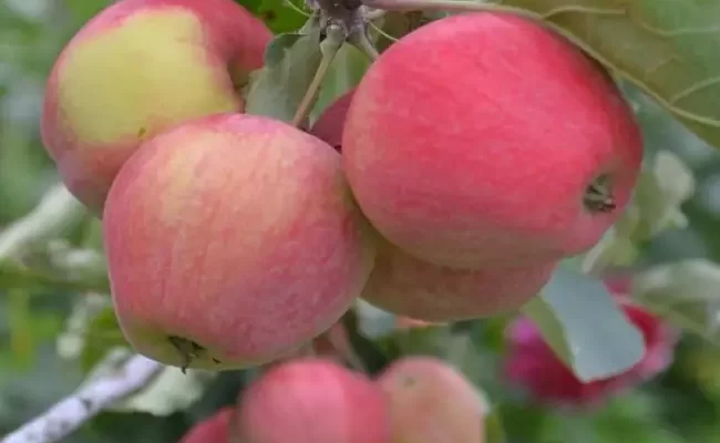 Сорт яблони Куликовское: урожайное дерево для средней полосы